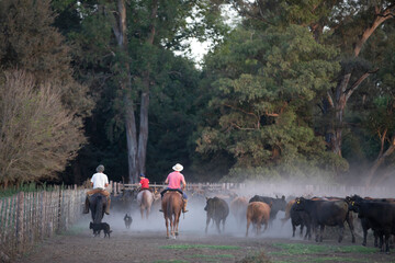 gauchos trabajando con ganado angus en campo