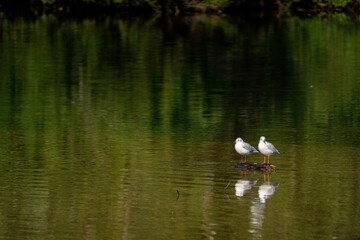 Couple of Birds - Feel free