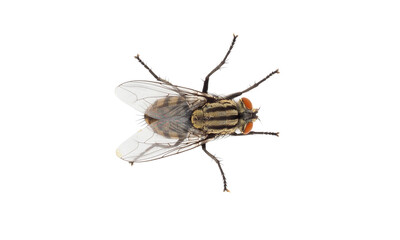 Flesh fly isolated on white background, Sarcophaga sp.