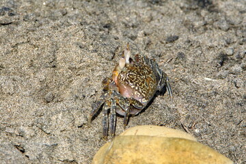 Small land crab on the beach in Ayampe, Ecuador