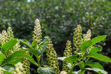 Flowering lakonos bush, flowers in the sun are like candles