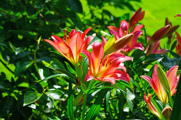 Red and pink Asiatic lily flowers in bloom