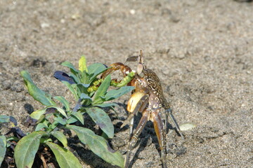 Small land crab grazing on a plant on the beach in Ayampe, Ecuador