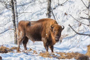 adult male bison stands in the snow on a winter day