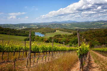 Summer rural landscape with vineyards in Tuscany, Italy
