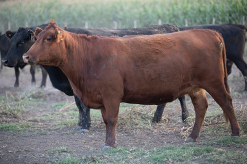 angus in the pampas field
