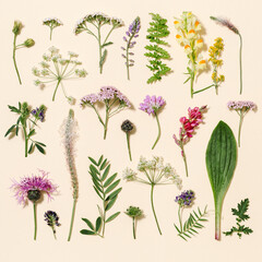 Natural summer wildflowers, meadow herbs and field bloom plants, green grass, small wild blossom, forest thistle, fern