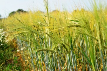 Fototapeta premium ripe rye in the wind