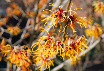 Yellow orange flowers of witch hazel hamamelis shrub