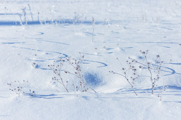 Fototapeta na wymiar Dry meadow flowers and grass covered frost in winter field. Nature background in cold winter day