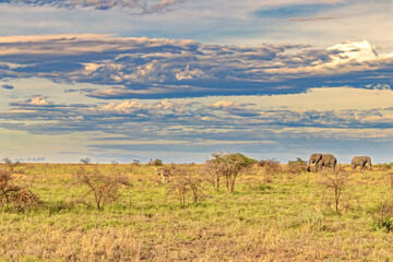 Obraz premium Tanzania, Serengeti park – Elephant.