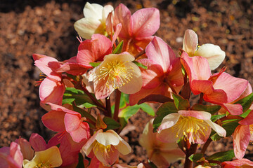 Pink hellebore flowers in winter