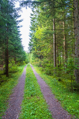 Fototapeta na wymiar Beautiful long straight forest road