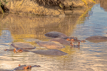 Tanzania, Serengeti park – hippo.