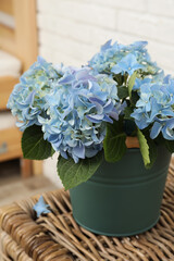 Beautiful blooming blue hortensia in bucket on wicker table indoors