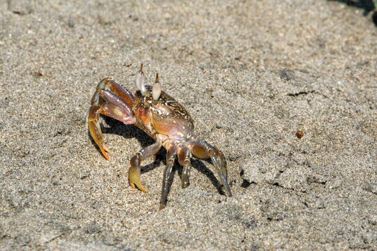 Small land crab on the beach in Ayampe, Ecuador