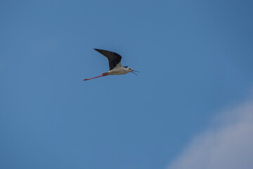 Under-wing view of the Black-winged Stilt (Himantopus himantopus) in flight. Blue background.