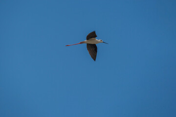Under-wing view of the Black-winged Stilt (Himantopus himantopus) in flight. Blue background.