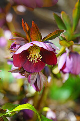 Pink hellebore flowers in winter