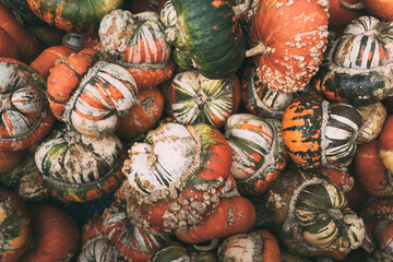 Mountains of pumpkins at an autumn farmer's market