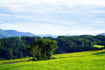 Panorama landscape in the Allgäu in Bavaria. Nature with mountains, meadows and forests.