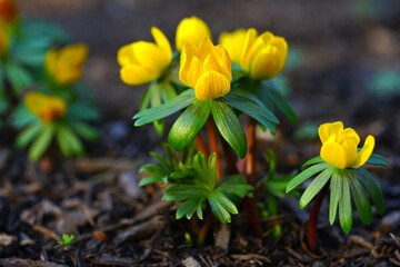 Obraz premium Small yellow flowers of eranthis winter aconite in early spring