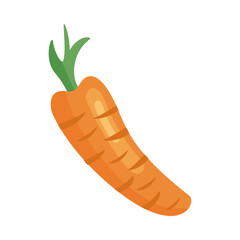 carrot fresh vegetable