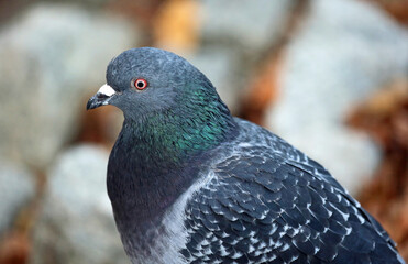 Fototapeta premium Pigeon - left profile