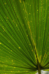 Fototapeta premium Beautiful green leafs at a sunny day in summer.