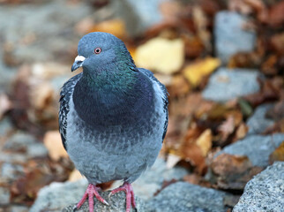 Domestic Pigeon on rock