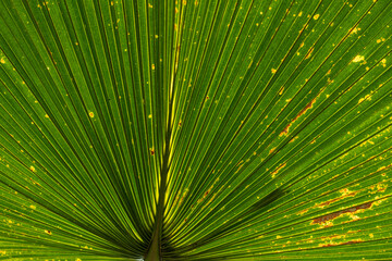 Beautiful green leafs at a sunny day in summer.