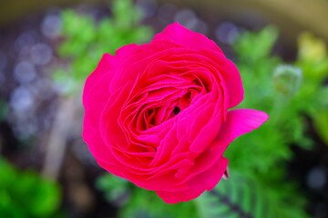 Pink ranunculus flower in bloom in the spring