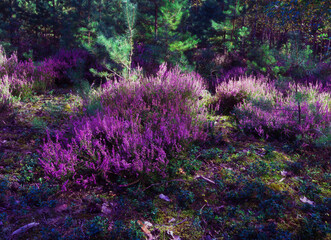 Fototapeta Dziko rosnące wrzosy w lesie obraz