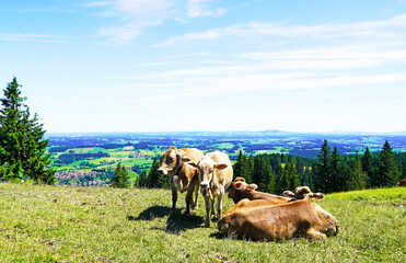 Pasture in the Allgäu with cows in a meadow.
