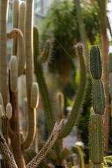 Beautiful cactus in a public park in Frankfurt, Hesse in Germany.