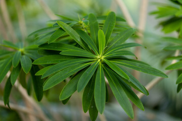 Beautiful green leafs at a sunny day in summer.