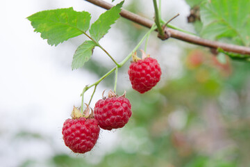 The red raspberries in the garden in the summer