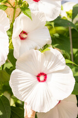 Beautiful flowers in a public park in Frankfurt, Hesse at a sunny day in summer. © ms_pics_and_more
