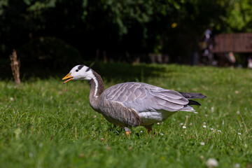 A beautiful wild goose walking though a meadow at a sunny day in summer.