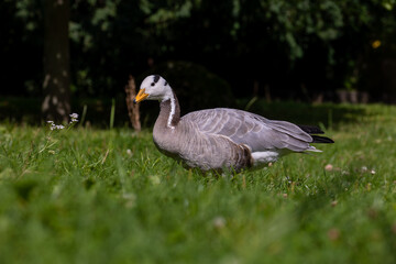 A beautiful wild goose walking though a meadow at a sunny day in summer.