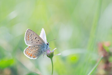 Fototapeta na wymiar Argus butterfly in the meadow focus on foreground blur background