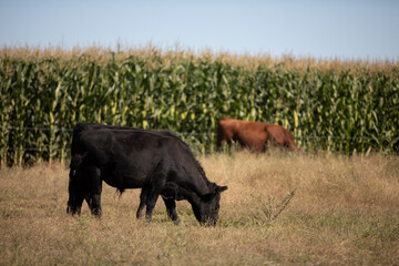 angus in the pampas field