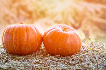 Small pumpkins on hay outdoors with blurred natural background at sunset. Halloween and thankgiving background. Copy space.