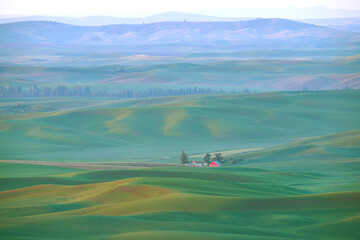 green wheat hill from palouse