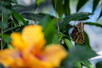 A beautiful butterfly in a tree.