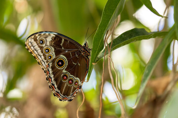 A beautiful butterfly in a tree.