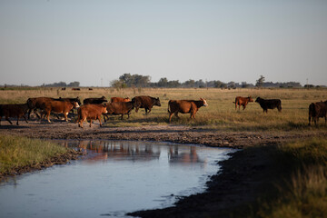 angus in the pampas field