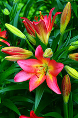 Obraz premium Red and pink Asiatic lily flowers in bloom
