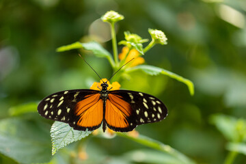 Fototapeta na wymiar A beautiful butterfly in a tree.