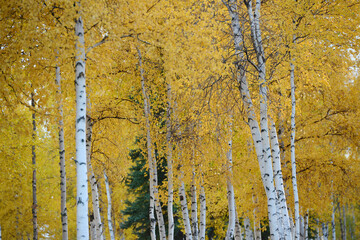 aspen autumn